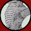 back-1.gif